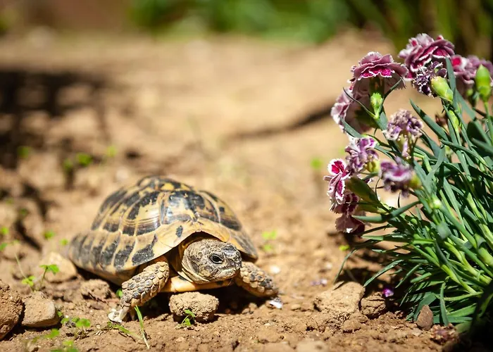 Paradiso Marino Διαμέρισμα *