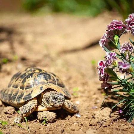 Paradiso Marino 公寓 *